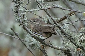 Wrentit, 2015-06111682 Montana de Oro State Park, CA